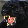 darkomer