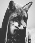 DevFox