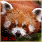SNP_BROOKS